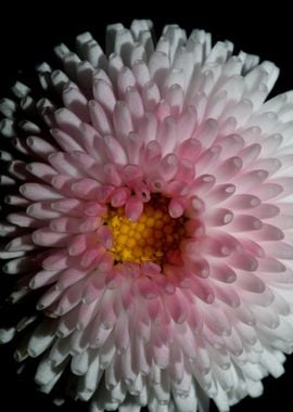 White bellis flower macro