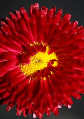 Red flower Bellis perennis