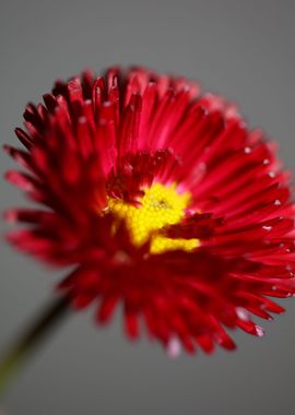 Red flower Bellis perennis