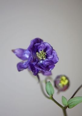 Flower blossom Aquilegia