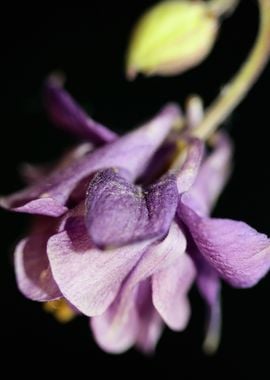 Purple Aquilegia flowering