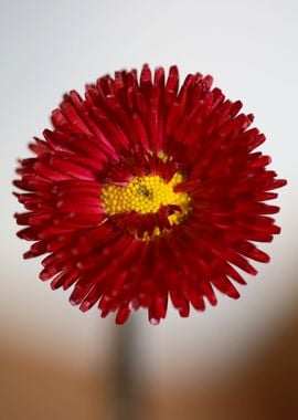 Red flower Bellis perennis