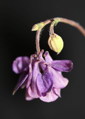 Aquilegia flower close up