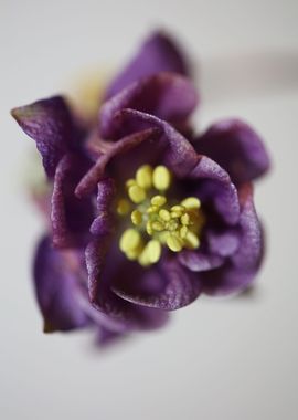 Purple Aquilegia flowering