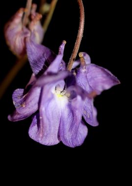 Aquilegia vulgaris flower