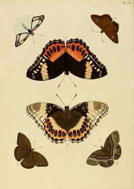 Butterfly Vintage