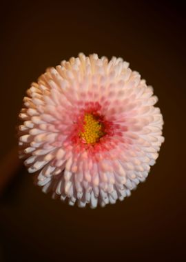 Bellis perennis flowering