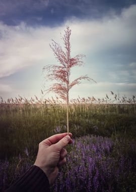 holding dry reed