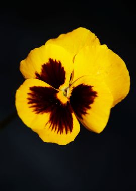 Viola flower blossoming