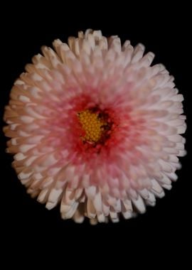 White flower bellis macro