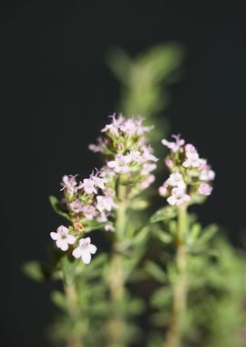 Thymus vulgaris flowering