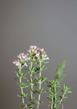 Thymus flowering close up