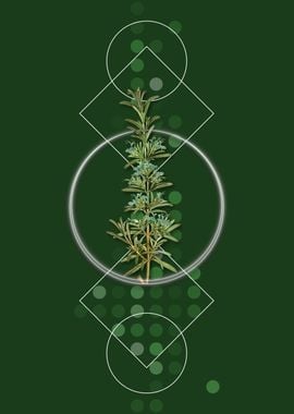 Vintage Rosemary Herb