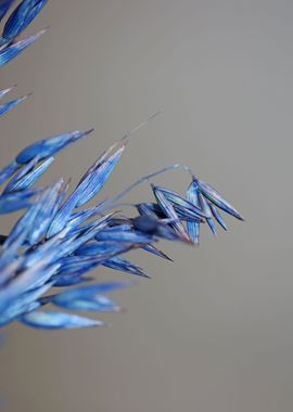 Blue wheat plant close up