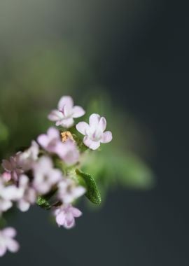 Thymus vulgaris flowering