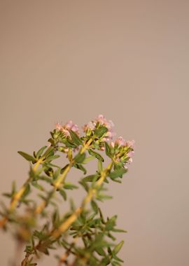 Thymus flowering close up