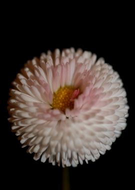 White flower bellis macro