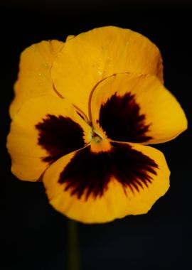 Viola flowering close up