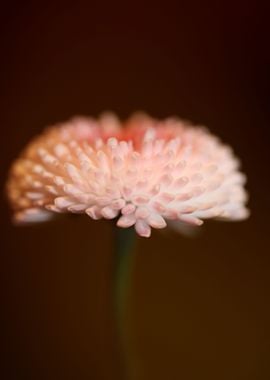 Bellis perennis flowering