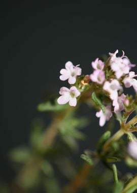 Thymus vulgaris flowering