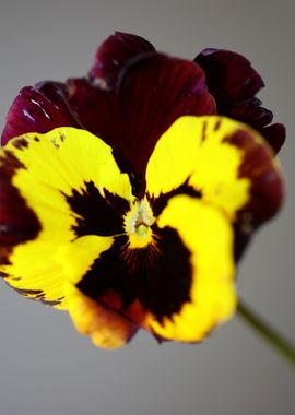 Viola flowering close up