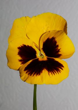 Viola flowering violaceae