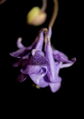 Aquilegia vulgaris flower