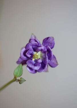 Aquilegia vulgaris flower