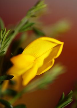 Spartium jenceum close up