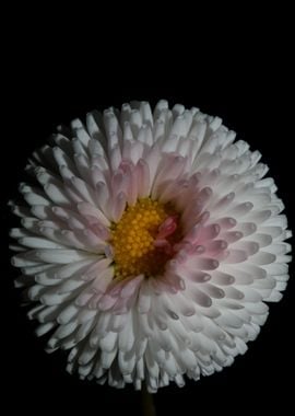 White flower bellis macro