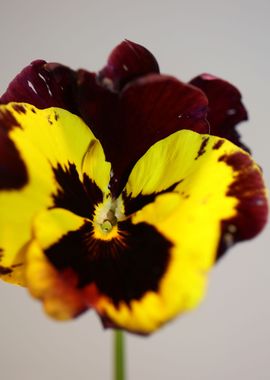 Viola flower blossoming