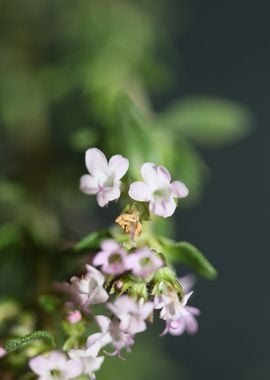 Thymus vulgaris flowering