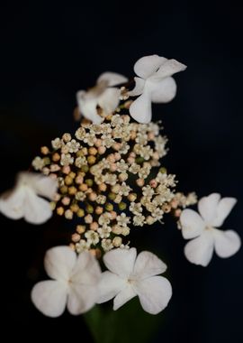 Viburnum flower blossoming