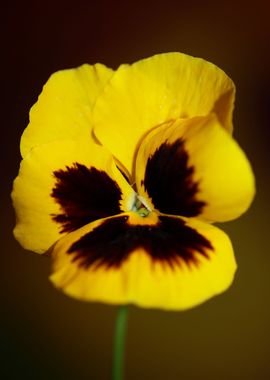 Viola flower blossoming