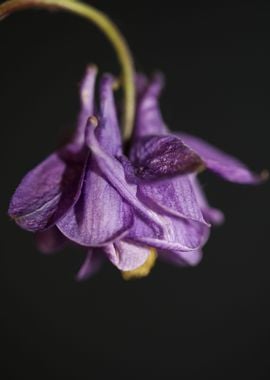 Aquilegia vulgaris flower