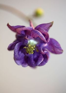 Aquilegia flower close up