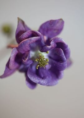 Aquilegia flower close up