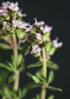 Thymus flower blossoming