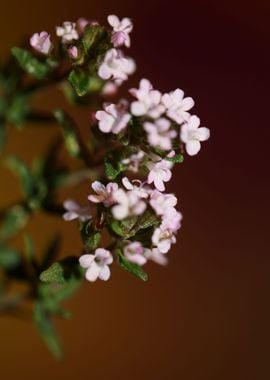 Thymus flower blossoming