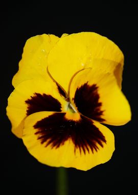 Viola flower blossoming