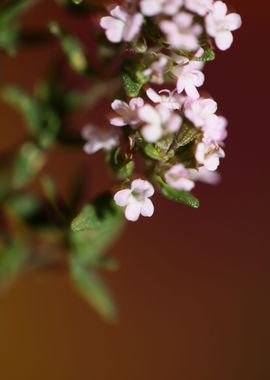 Thymus flowering close up