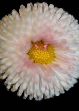 White flower bellis macro