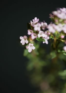 Thymus vulgaris flowering