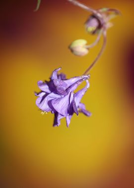 Aquilegia flower close up