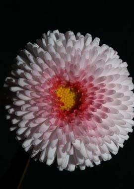 Bellis perennis flowering