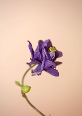 Aquilegia flower blossom