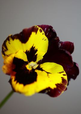 Viola flowering close up