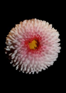 White flower bellis macro