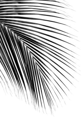 Minimal Black White Palm 1