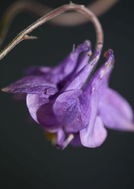 Aquilegia flower blossom